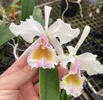 Carica l'immagine nel visualizzatore Galleria, Cattleya labiata v. semi alba x dowiana v. aurea