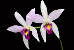 Load image into Gallery viewer, Laelia anceps