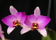 Laelia anceps var. guerrero