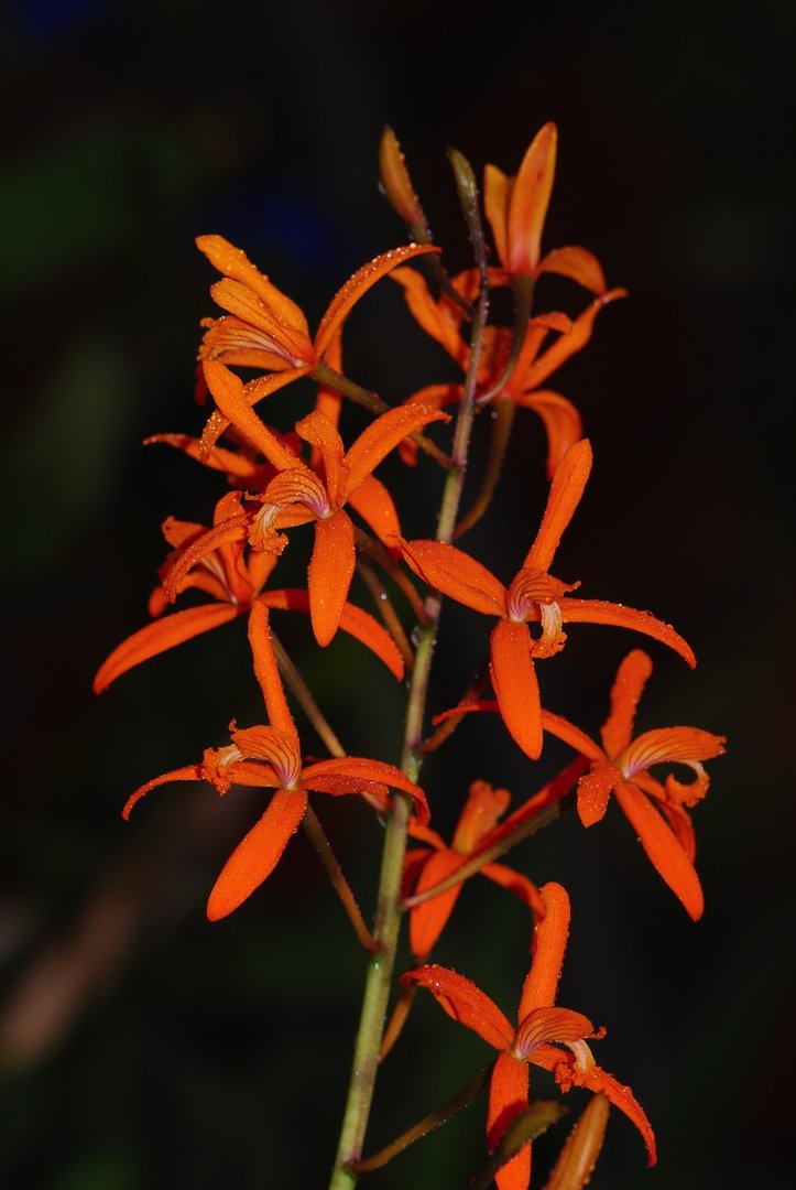Laelia cinnabarina