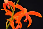 Carica l'immagine nel visualizzatore Galleria, Laelia cinnabarina