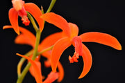 Laelia cinnabarina