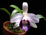 Carica l'immagine nel visualizzatore Galleria, Laelia dayana var. coerulea