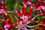 Carica l'immagine nel visualizzatore Galleria, Laelianthe Dulatiaca (Laelia undulata × Guarianthe aurantiaca)