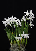 Carica l'immagine nel visualizzatore Galleria, Laelia lobata var. alba