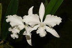 Carica l'immagine nel visualizzatore Galleria, Laelia lobata var. alba