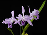 Carica l'immagine nel visualizzatore Galleria, Laelia lobata var. coerulea