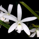 Carica l&#39;immagine nel visualizzatore Galleria, Laelia lundii var. alba

