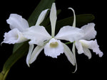 Carica l'immagine nel visualizzatore Galleria, Laelia purpurata var. alba
