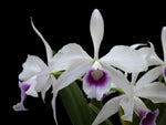 Carica l'immagine nel visualizzatore Galleria, Laelia purpurata var. argolao