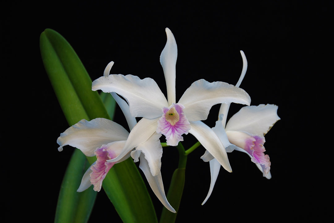 Laelia purpurata var. russelliana