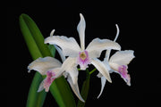 Laelia purpurata var. russelliana