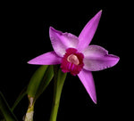 Load image into Gallery viewer, Laelia purpurata x sincorana