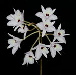 Load image into Gallery viewer, Laelia rubescens f. semialba