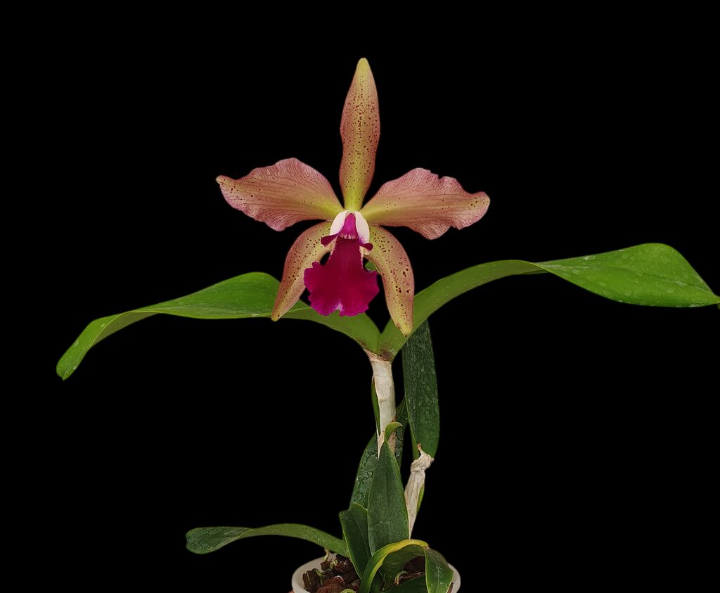 Laelia tenebrosa x (Blc. Durigan x C. granulosa)