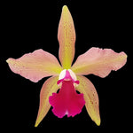 Carica l'immagine nel visualizzatore Galleria, Laelia tenebrosa x (Blc. Durigan x C. granulosa)