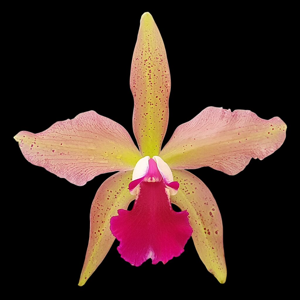 Laelia tenebrosa x (Blc. Durigan x C. granulosa)