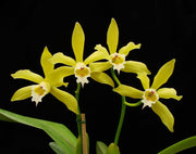 Laelia xanthina - BR Orquidea