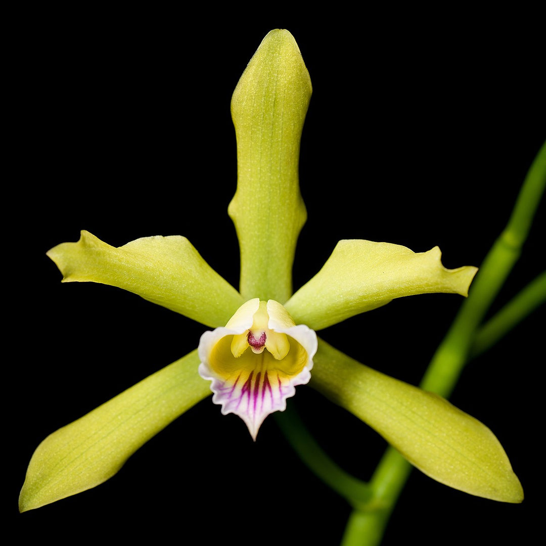 Laelia xanthina - BR Orquidea