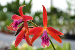 Carica l'immagine nel visualizzatore Galleria, Laelia Zip (C. tenebrosa x C. milleri)