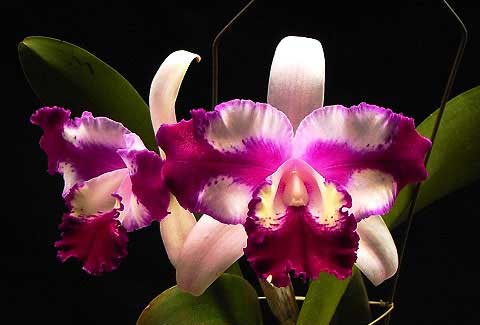 RLC Taiwan Beauty 'ORCHIS'