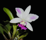 Carica l'immagine nel visualizzatore Galleria, Laeliocattleya Dakao 'Flamea Enami'