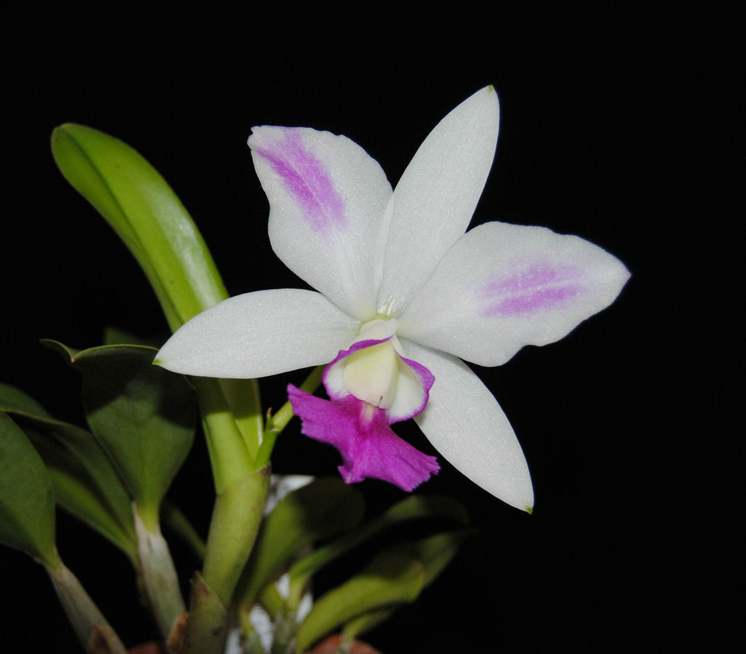 Laeliocattleya Dakao 'Flamea Enami'