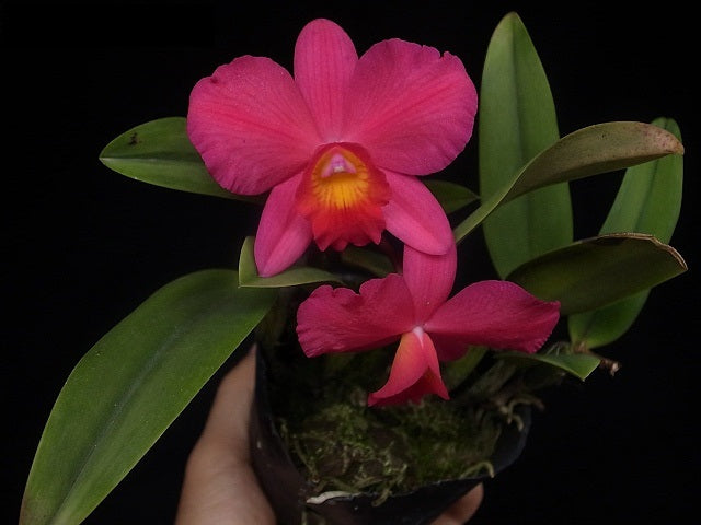Cattleya Irene Teo Lai Kheng 'Little Fireball' (C. Aloha case x Sophronitis coccinea)