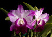 Laeliocattleya Memoria Robert Strait 'Islander Delights'