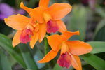 Carica l'immagine nel visualizzatore Galleria, Laeliocattleya Netrasiri Starbright