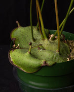 Carica l&#39;immagine nel visualizzatore Galleria, Lecanopteris mirabilis
