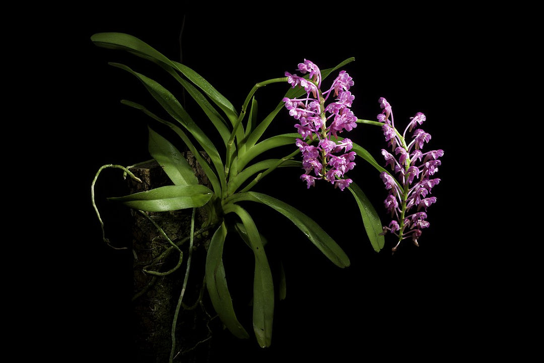 Aerides leeana