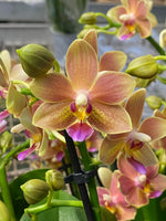 Carica l'immagine nel visualizzatore Galleria, Phalaenopsis Lemon Spice = Tzu Chiang Balm