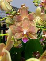 Carica l'immagine nel visualizzatore Galleria, Phalaenopsis Lemon Spice = Tzu Chiang Balm