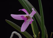 Leptotes pohlitinocoi