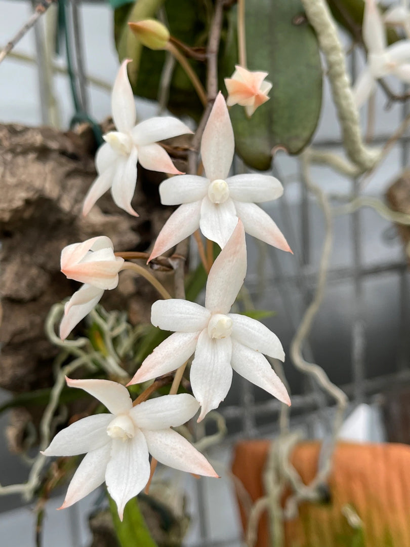 Aerangis Liliana Rossi (distincta x biloba)