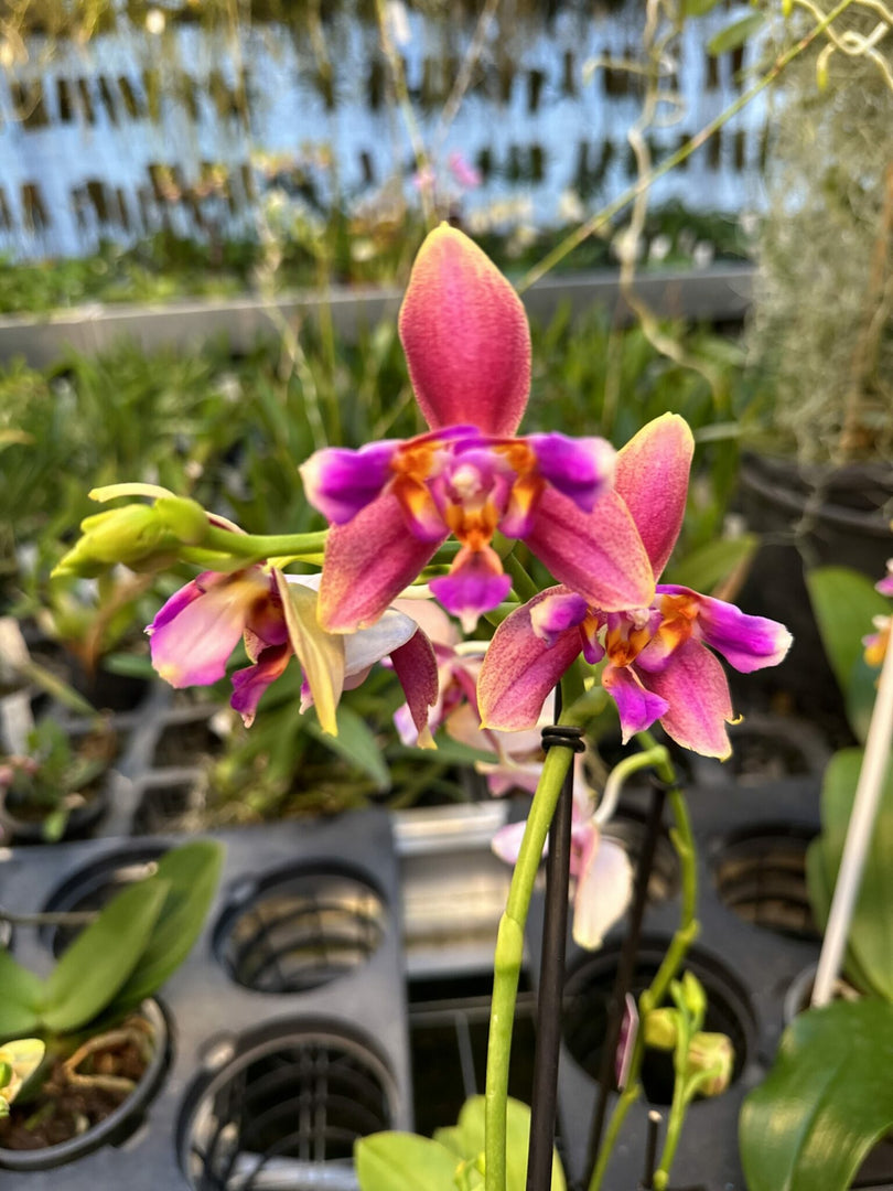 Phalaenopsis Sweet Memory "Liodoro" Peloric - 3 lips