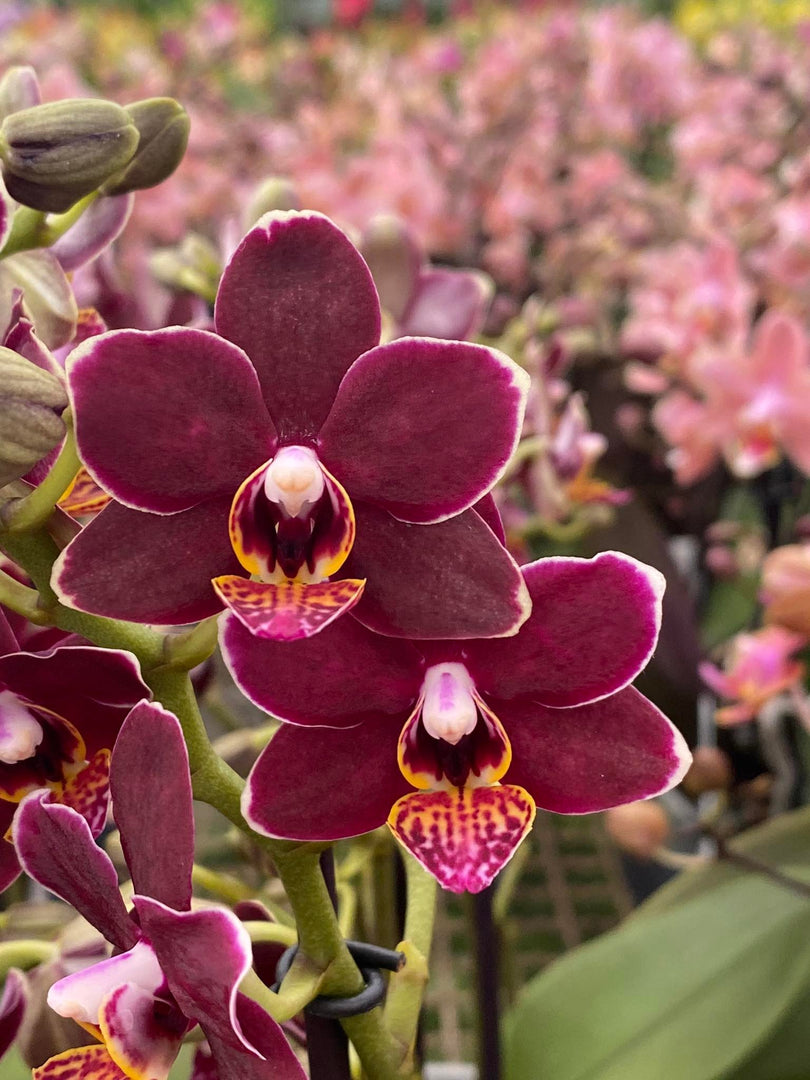 OFFERTA PHALAENOPSIS WELCOME SUMMER