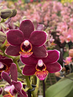 Load image into Gallery viewer, Phalaenopsis Sunrise Red Peoker