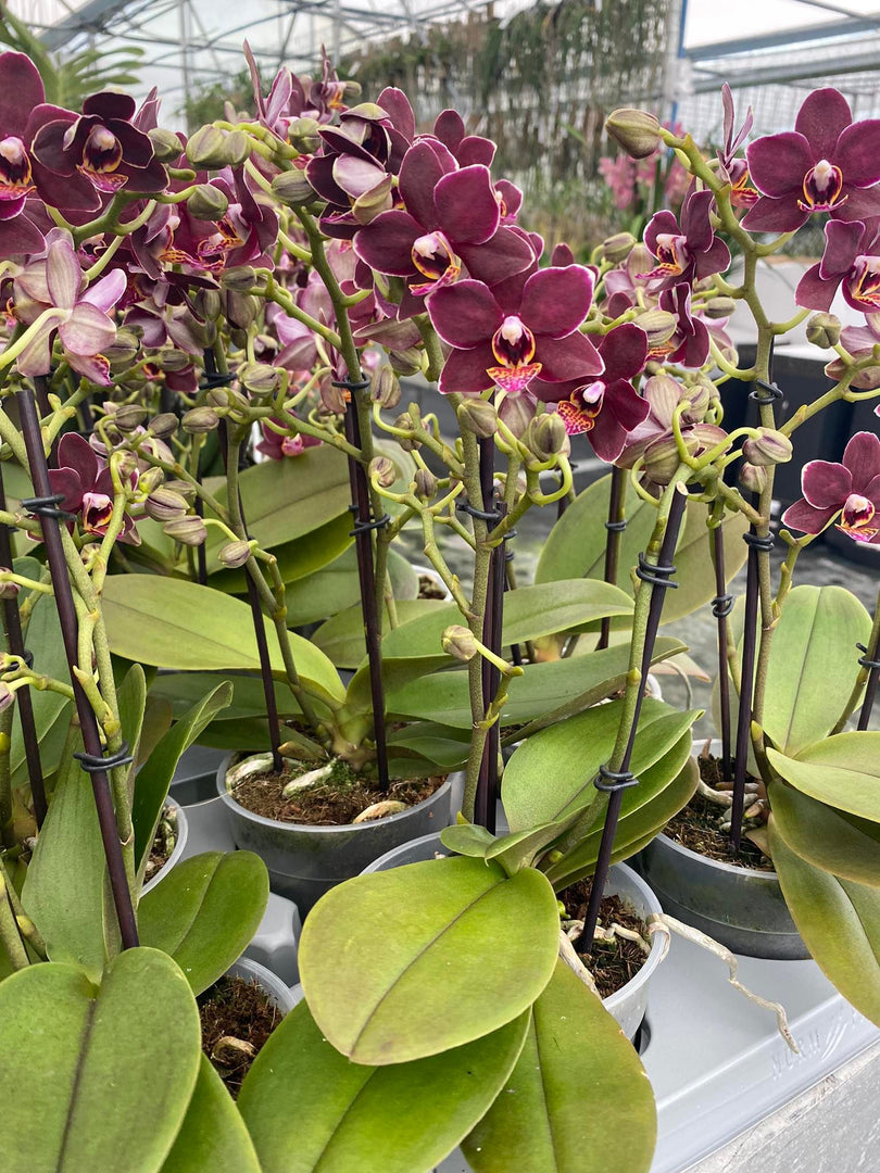 Phalaenopsis Sunrise Red Peoker