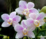 Load image into Gallery viewer, Phalaenopsis Little Star