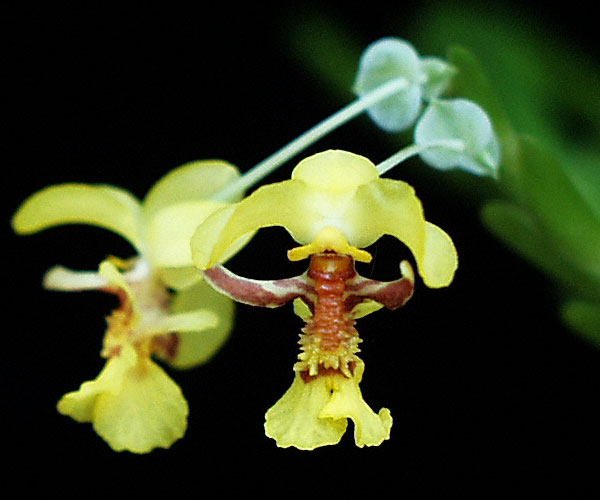 Lockhartia lunifera