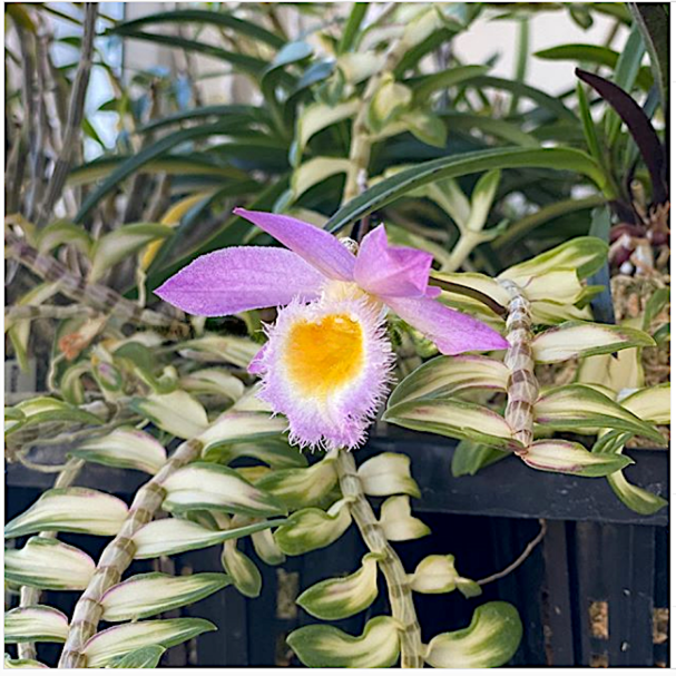 Dendrobium loddigesii (Variegated)