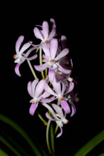 Carica l'immagine nel visualizzatore Galleria, Neostylis Lou Sneary 'Pink' (Neofinetia falcata x Rhynchostylis coelestis pink)