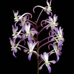 Carica l'immagine nel visualizzatore Galleria, Neostylis Lou Sneary (Neofinetia falcata x Rhy. coelestis var coerulea) 