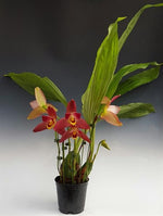 Carica l'immagine nel visualizzatore Galleria, Lycaste Red Jewel