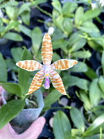 Load image into Gallery viewer, Phalaenopsis m Hedy Kraemer (Phalaenopsis bastianii x Phalaenopsis speciosa)