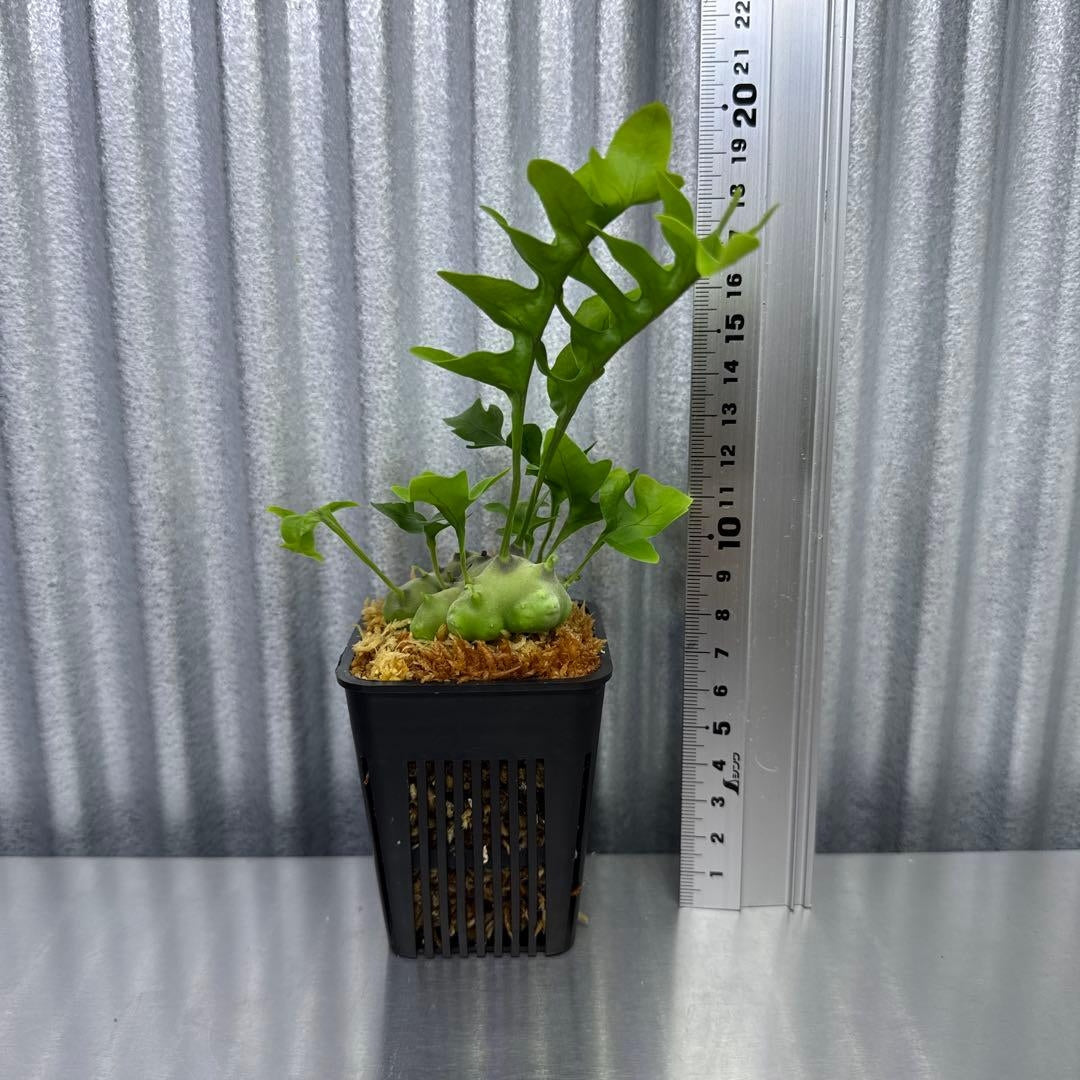 Lecanopteris luzonensis