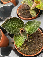 Carica l'immagine nel visualizzatore Galleria, Anoectochilus fomosanus ‘Jewel Orchid’