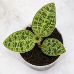 Carica l&#39;immagine nel visualizzatore Galleria, Macodes petola &#39;Jewel Orchid&#39;

